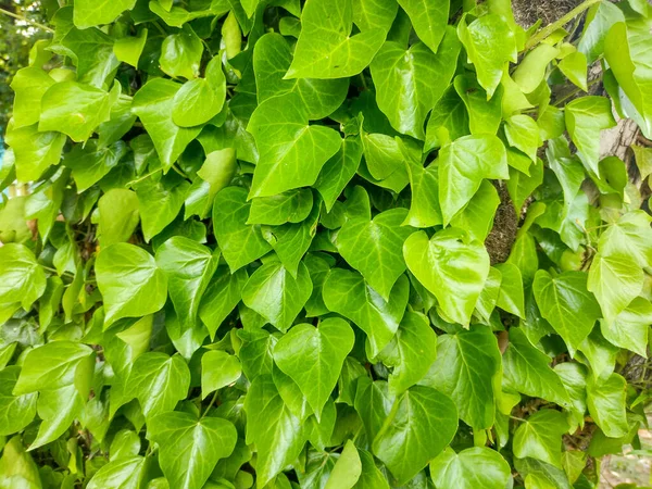 Hedera Helix Roślin Bluszcz Lecie — Zdjęcie stockowe