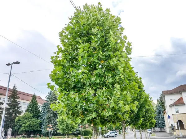 罗马尼亚Baia Mare市的飞机树 — 图库照片