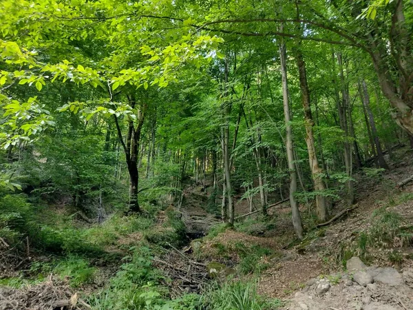 Romanya Nın Maramures Ilçesinde Yaz Mevsiminde Orman — Stok fotoğraf