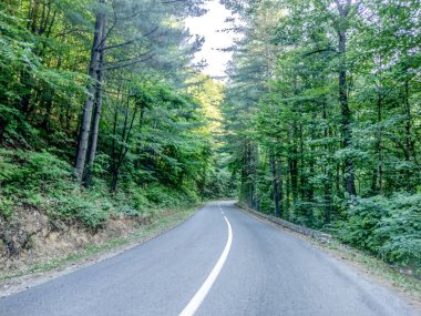 Romanya 'nın Maramures ilçesinde asfalt ve ağaçlı yol