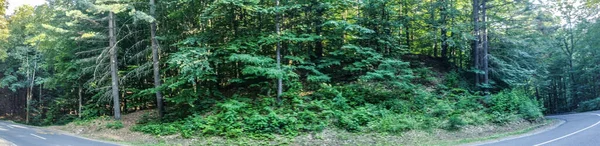 Carretera Bosque Verano Condado Maramures Rumania Vista Panorámica —  Fotos de Stock