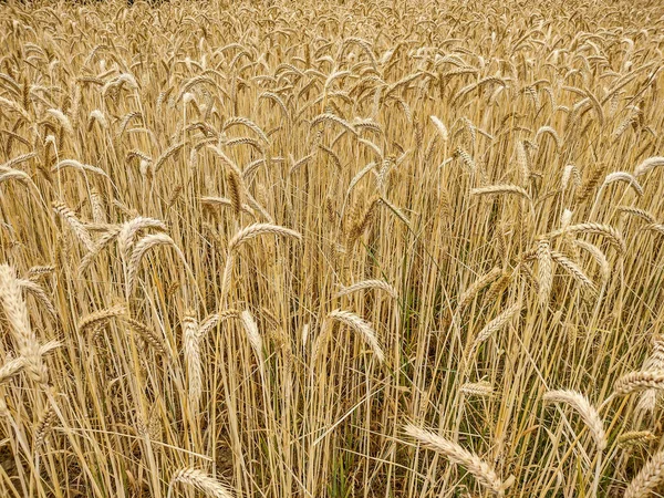 Wheat Field Summer Maramures Romania —  Fotos de Stock