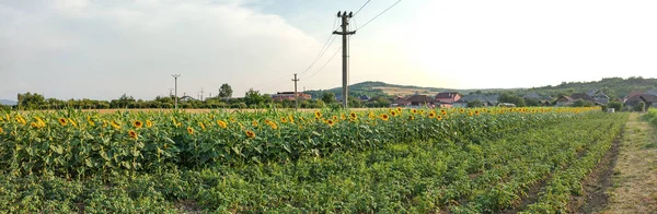 罗马尼亚马拉穆兹的马铃薯种植园和葵花田以及周围的其他农田 全景视图 — 图库照片