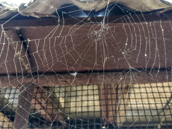 Spiderweb Summer Maramures Romania Macro View — Foto de Stock