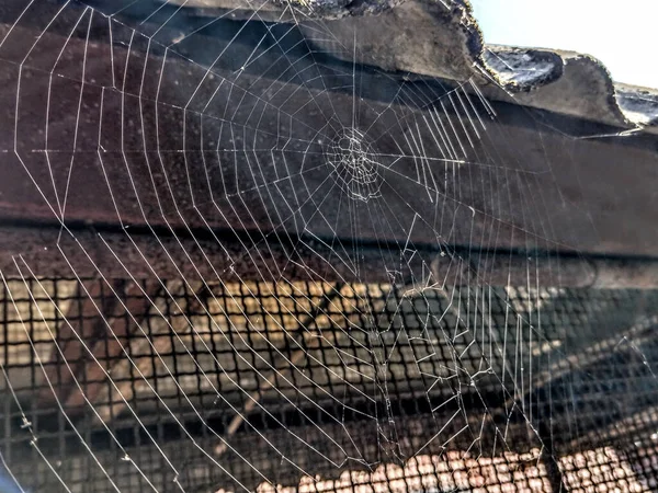 Örümcek Ağı Yazın Maramures Romanya Makro Görünüm — Stok fotoğraf