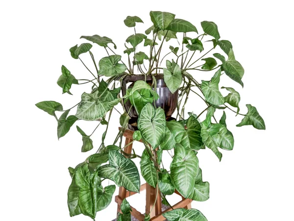 Arrowhead Bitkisi Sengonyum Podophyllum Bir Tencerede — Stok fotoğraf