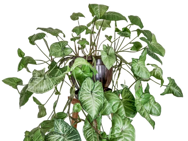 Arrowhead Bitkisi Sengonyum Podophyllum Bir Tencerede — Stok fotoğraf