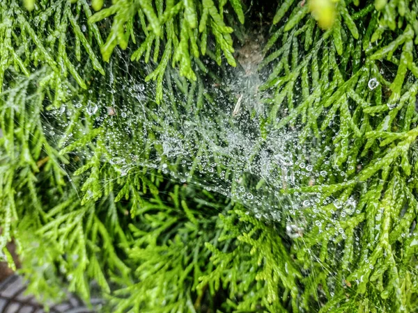 거미의 거미줄에 빗발같은 쏟아졌습니다 — 스톡 사진