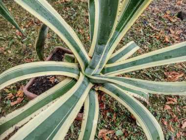 Agave americana - asırlık bitki - yazın