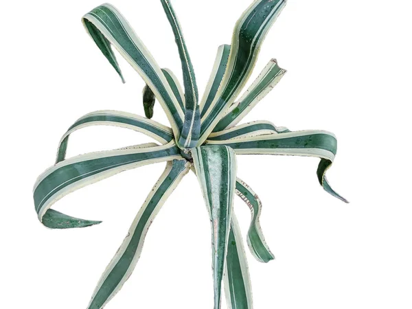 Agave Americana Centurie Plant Geïsoleerd Wit — Stockfoto