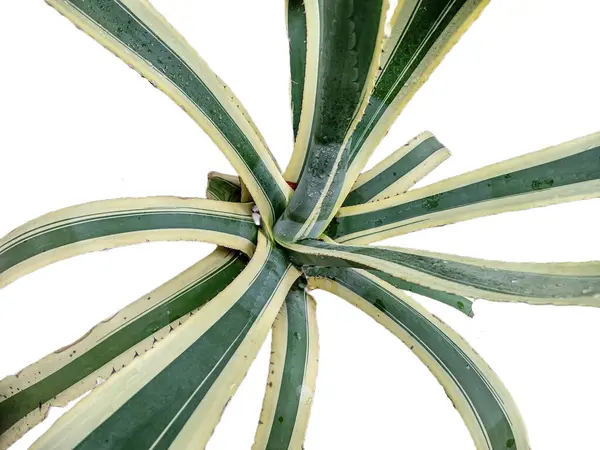 Agave Americana Century Plant Isolated White — Photo