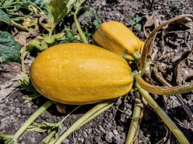 Yazın bahçede sarı kabak var. Maramures County, Romanya