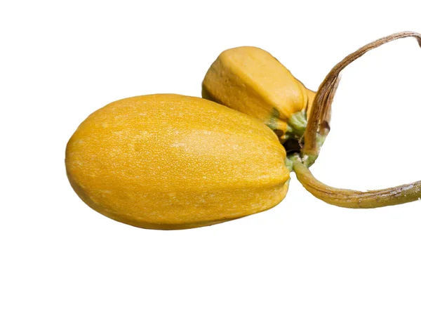 Zwei Gelbe Zucchini Isoliert Auf Weißem Hintergrund — Stockfoto