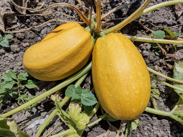 Yellow Zucchini Garden Summer Maramures County Romania — Foto Stock