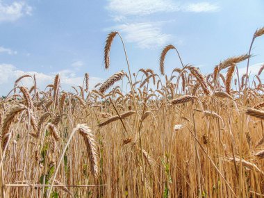 Romanya 'nın Maramures kentinde yazın buğday tarlası