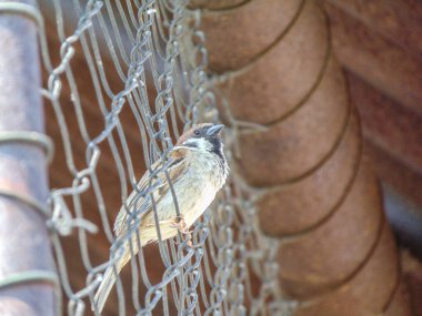 Bir serçenin yakın plan çekimi. kuş