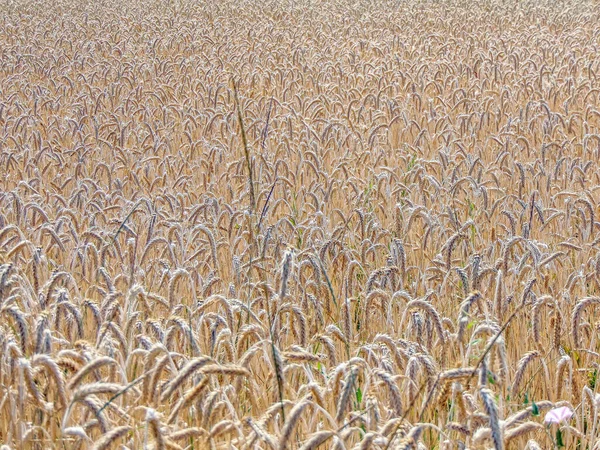 Wheat Field Summer Maramures Romania — Stok fotoğraf