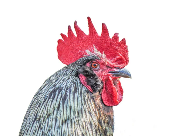 Head Rooster Isolated White — Fotografia de Stock