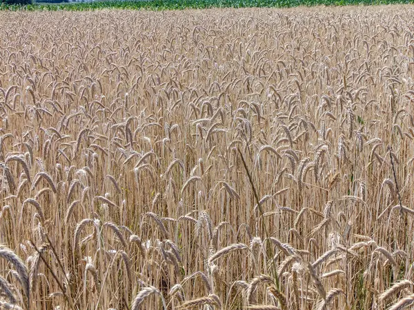 Wheat Field Summer Maramures Romania — Stockfoto