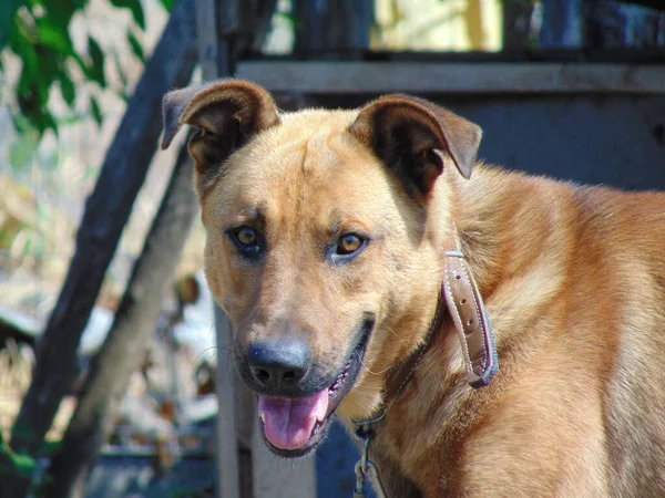 Portrait Dog Maramures Romania — Foto Stock
