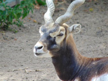 Romanya 'nın Oradea hayvanat bahçesinde spiral boynuzlu antilop