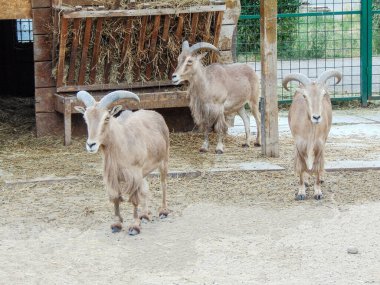 Romanya 'nın Oradea hayvanat bahçesinde Berberi koyunları (Ammotragus lervia)