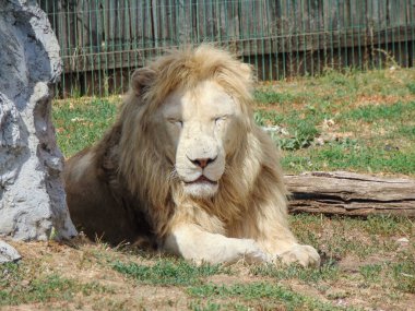 Romanya 'nın Oradea Hayvanat Bahçesi' nde bir aslan yerde duruyor