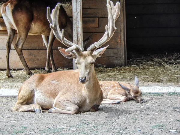 Carpathian Deer Next Deer Little Deer Zoo Oradea Romania — Foto de Stock