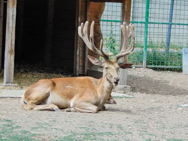 Carpathian Deer Zoo Oradea Romania — Foto de Stock