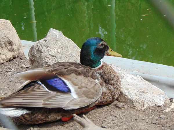 Mallard Duck Zoo Oradea Roménia — Fotografia de Stock
