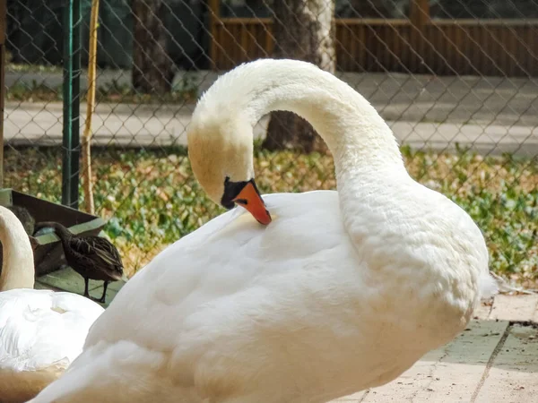 White Swan Zoo Oradea Romania — Fotografia de Stock