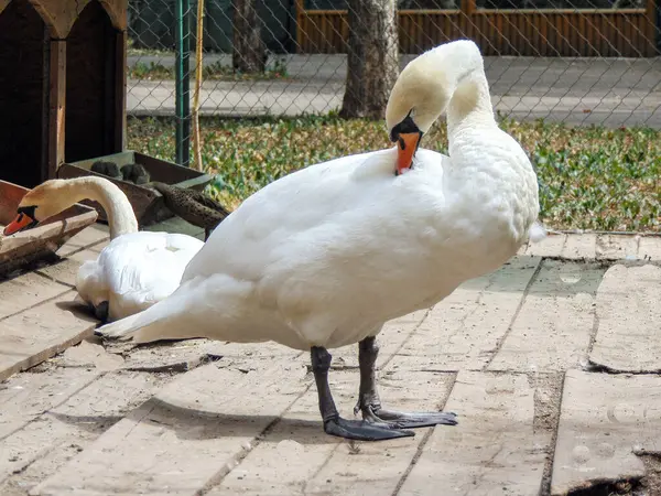 White Swan Zoo Oradea Romania — Fotografia de Stock