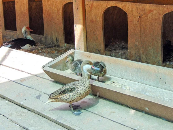 Ducks Zoo Oradea Romania — Fotografia de Stock