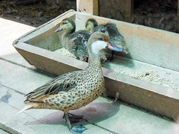 Patos Zoológico Oradea Roménia — Fotografia de Stock