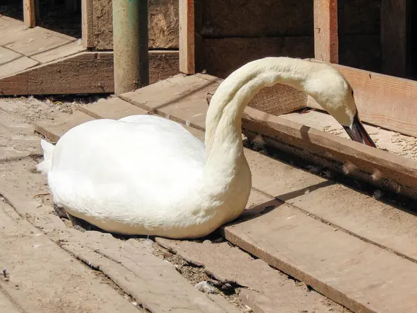 Swan Eats Zoo Oradea Romania — Fotografia de Stock