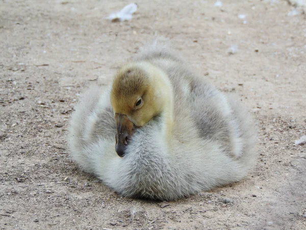 Little Toulouse Goose Closeup View — Fotografia de Stock