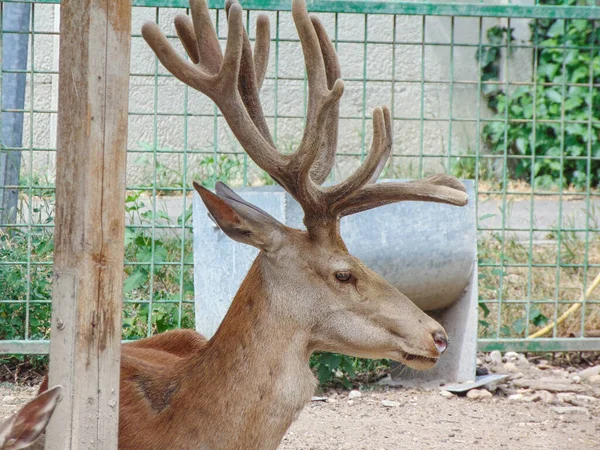 Carpathian Deer Zoo Oradea Romania — Foto de Stock