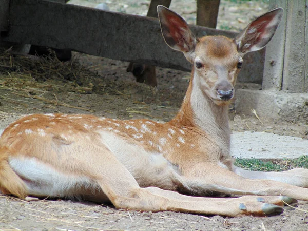 Little Deer Zoo Oradea Romania — Fotografia de Stock