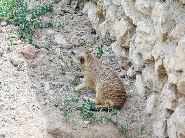 Meerkat Зоопарку Орадя Румунія — стокове фото