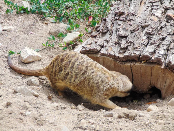 Meerkat Στο Ζωολογικό Κήπο Oradea Ρουμανία — Φωτογραφία Αρχείου