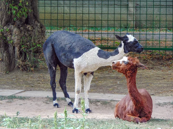 Two Lamas Zoo Oradea Romania — Photo
