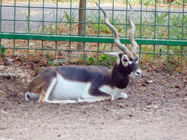 Antelope Spiral Horns Zoo Oradea Romania —  Fotos de Stock