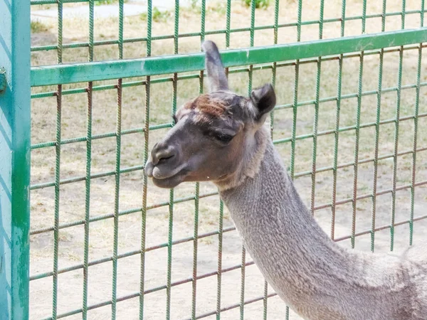 Lama Zoológico Oradea Rumania — Foto de Stock