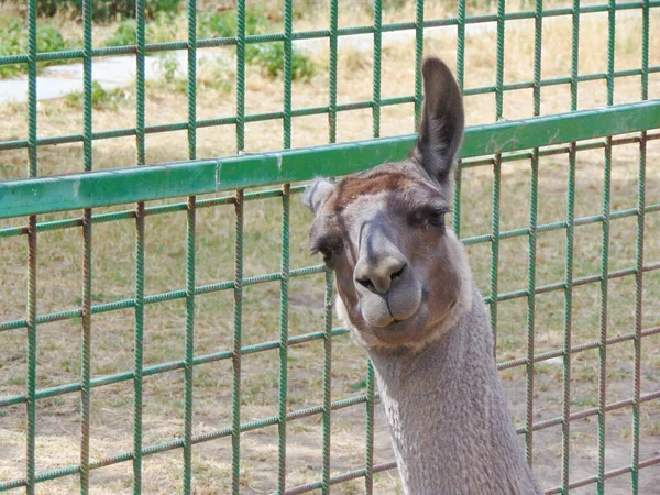 Lama Zoológico Oradea Roménia — Fotografia de Stock