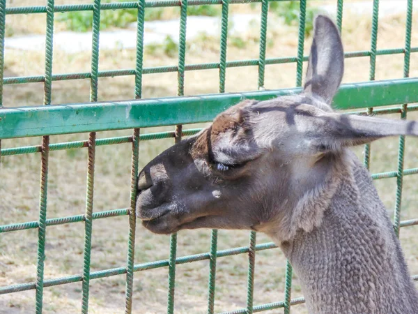 Lama Zoológico Oradea Rumania — Foto de Stock