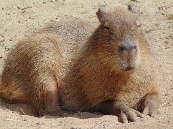 Uma Capivara Está Sentada Chão — Fotografia de Stock