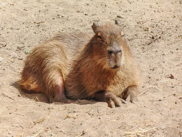 Capybara Sitting Ground — Stock fotografie