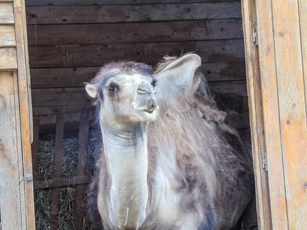 Camello Zoológico Oradea Rumania — Foto de Stock