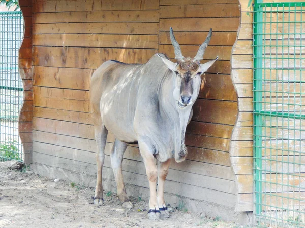 Eland Antelope Taurotragus Oryx Зоопарку Орадя Румунія — стокове фото
