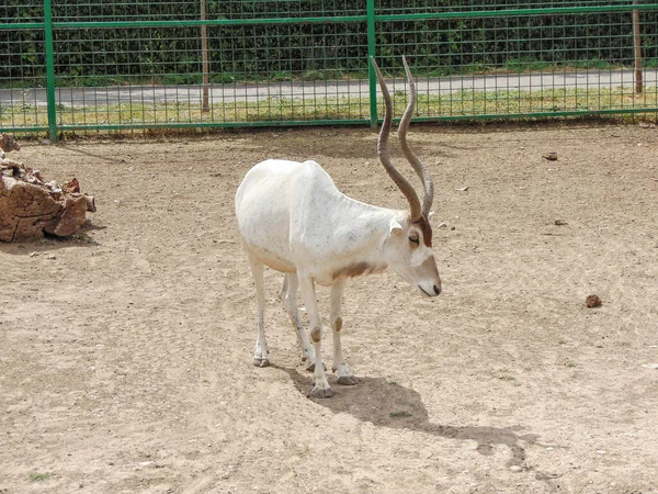 Addax Antelope Addax Nasomaculatus Зоопарку Орадя Румунія — стокове фото